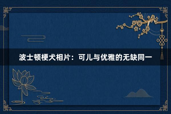 波士顿梗犬相片：可儿与优雅的无缺同一